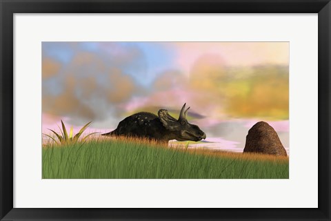 Framed Triceratops Walking across a Grassy Field 3 Print