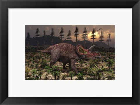 Framed Artist&#39;s concept of Triceratops Print