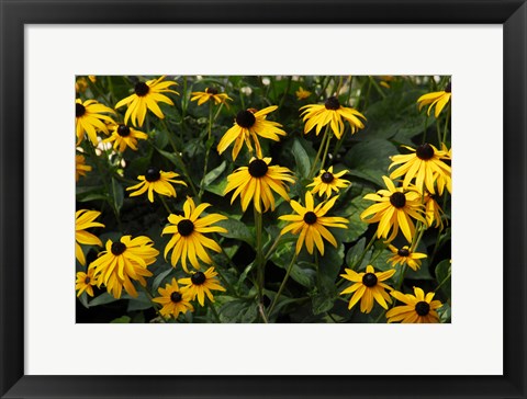 Framed Black-Eyed Susans Print