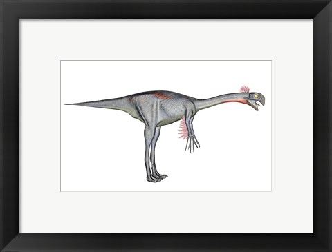 Framed Gigantoraptor dinosaur, white background Print