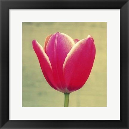 Framed Tulip in Fuchsia I Print