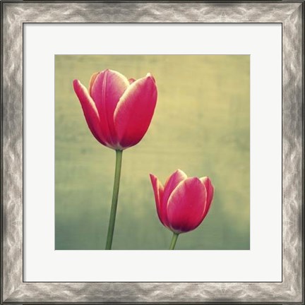 Framed Tulip in Fuchsia II Print