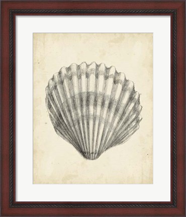 Framed Antique Shell Study III Print