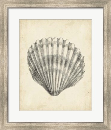 Framed Antique Shell Study III Print