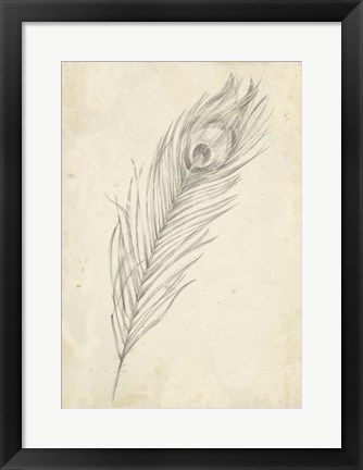 Framed Peacock Feather Sketch II Print