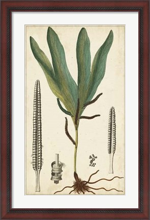 Framed Foliage Botanique II Print