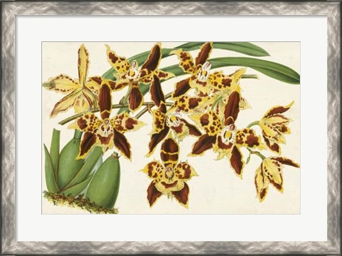 Framed Graceful Orchids I Print