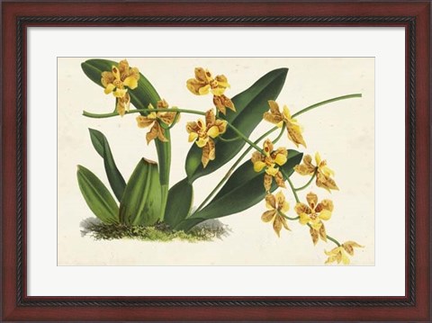 Framed Graceful Orchids III Print