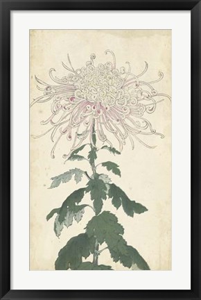 Framed Elegant Chrysanthemums IV Print