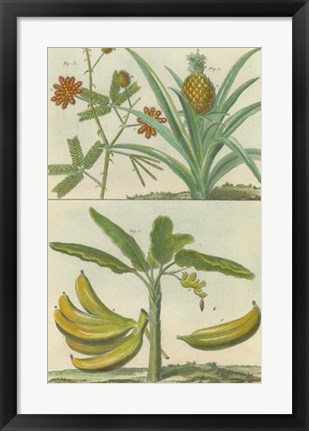 Framed Histoire Naturelle Tropicals II Print