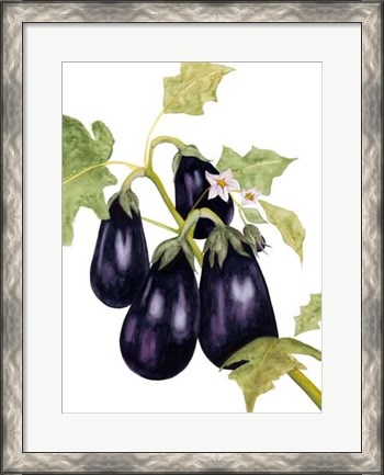 Framed Watercolor Eggplant Print
