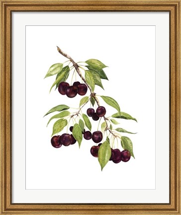 Framed Watercolor Cherries Print