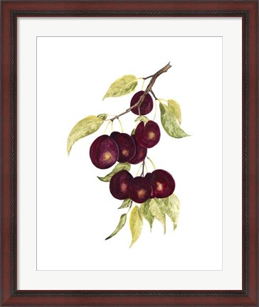 Framed Watercolor Plums Print