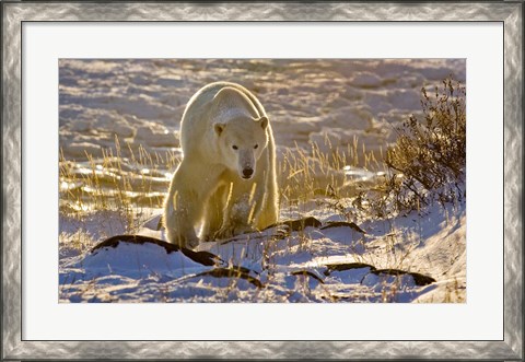 Framed Churchchill Polar Bear Print