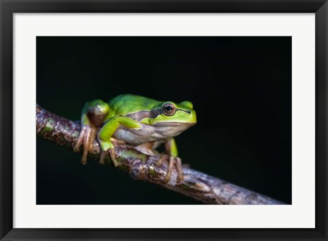 Framed Tree Frog in Lake Neusiedl Print
