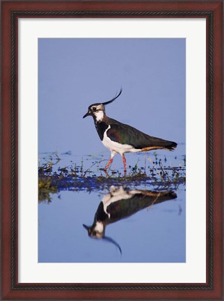 Framed Northern Lapwing Butterfly Print
