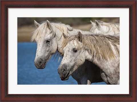 Framed Camargue Horses Run through Water Print