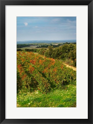 Framed Chateau Romanin Vineyard, St Remy de Provence France Print