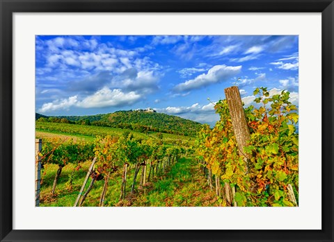 Framed Vienna vineyards, Austria Print