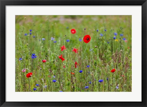 Framed Poppies, Dunkerque Print