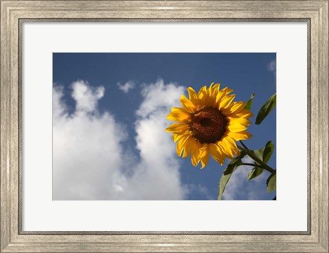 Framed Sunflower field in Loire Valley France Print