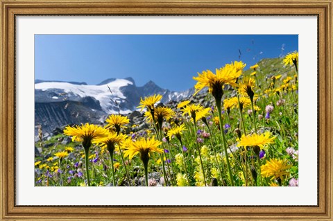 Framed Rough Hawkbit, Zillertal Alps Print
