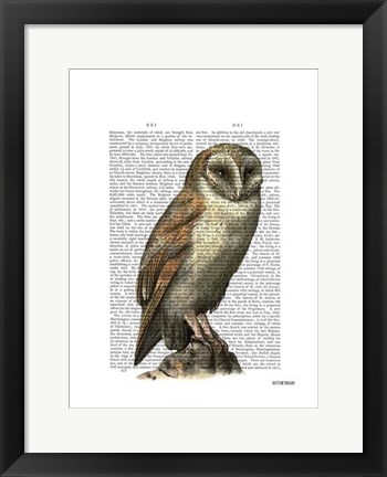 Framed Barn Owl Print