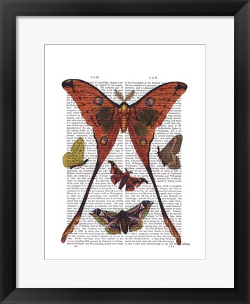 Framed Moth Plate 1 Print