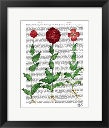 Framed Italian Carnation 2 Print