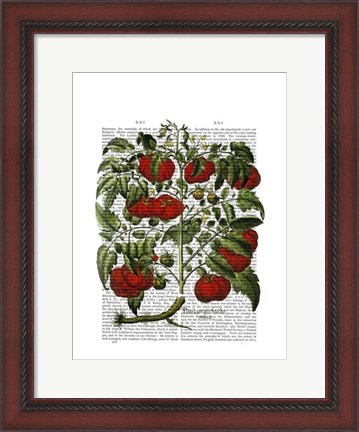 Framed Tomato Plant Print
