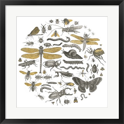 Framed Insect Circle I Print
