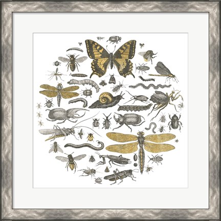 Framed Insect Circle II Print