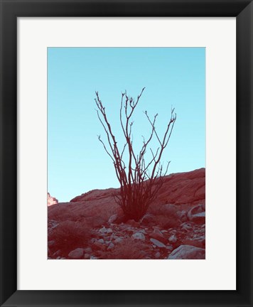 Framed Desert Plant Print