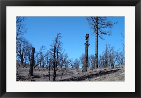 Framed Burned Trees In California Print