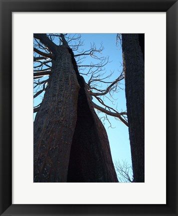 Framed Burned Trees 7 Print