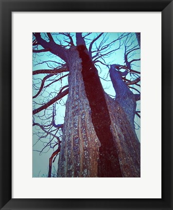 Framed Burned Trees 8 Print