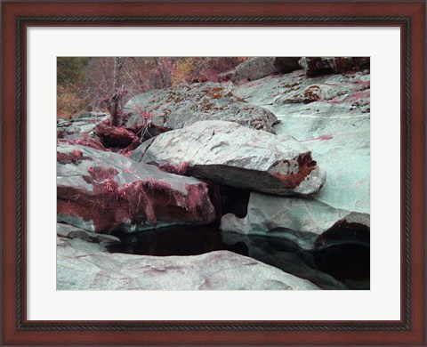 Framed Sierra Nevada Forest Print