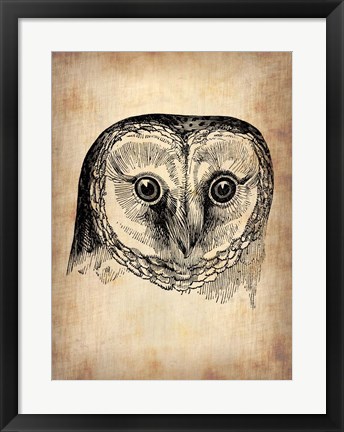 Framed Vintage Owl Print