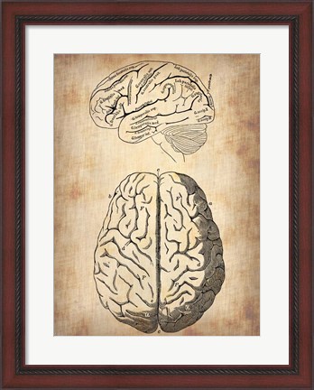 Framed Vintage Brain Anatomy Print