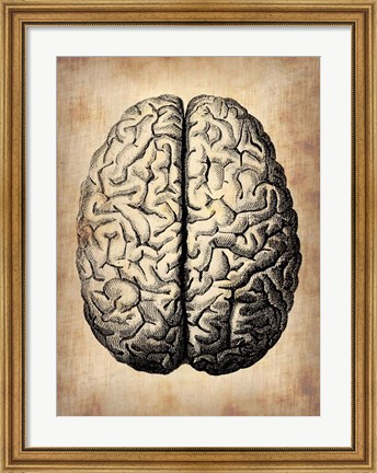 Framed Vintage Brain Print
