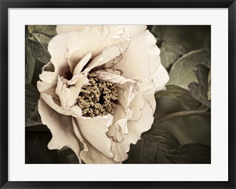 Framed Golden Era Peony I Print