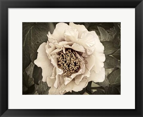 Framed Golden Era Peony II Print