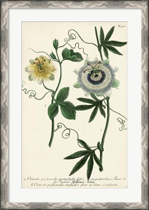 Framed Antique Passion Flower II Print