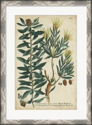 Framed Weinmann Foliage &amp; Fruit IV Print