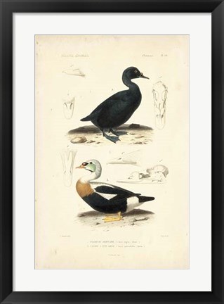 Framed Antique Duck Study I Print