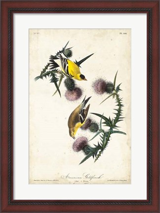 Framed American Goldfinch Print