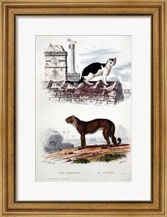 Framed Cat and Leaopard Print