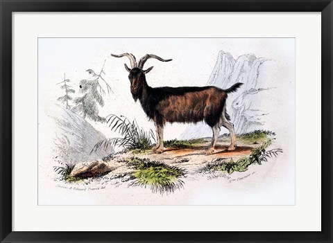 Framed Male Goat Print