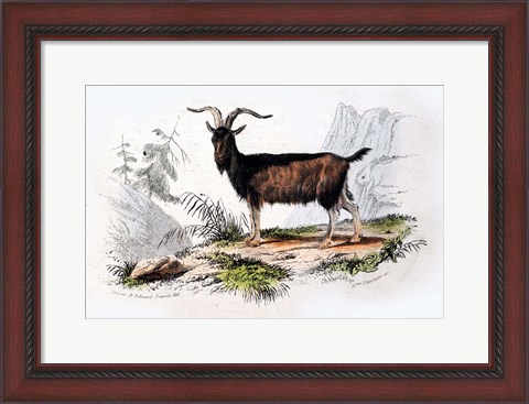 Framed Male Goat Print
