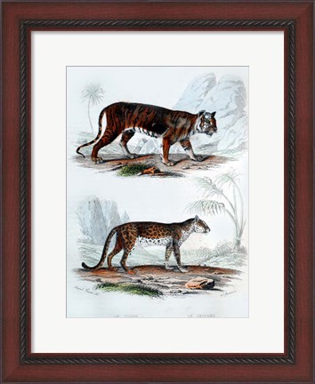 Framed Tiger and Leopard Print